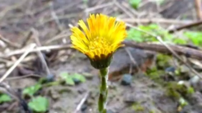 Spring Awakens on Sefton Coast: Coltsfoot Leads Early Dune Bloom