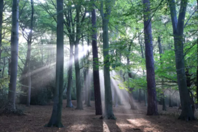 Sutton Park in Birmingham Named Among UK's Top Dog Walking Spots for Easter