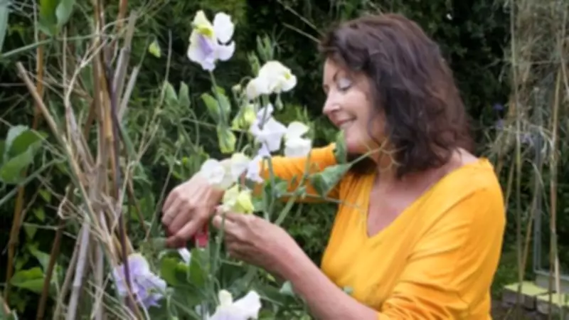 Sweet Pea Sowing Season: A Guide to Growing Fragrant Climbers
