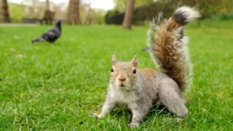 The Victorian Legacy: How Grey Squirrels Reshaped Britain's Wildlife Landscape