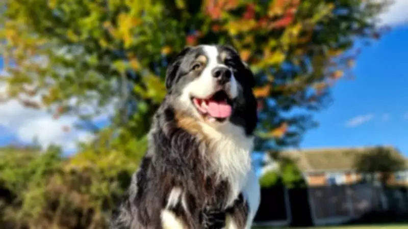Therapy Dog Koda Boosts Pupil Wellbeing and Reading Skills at Market Field School