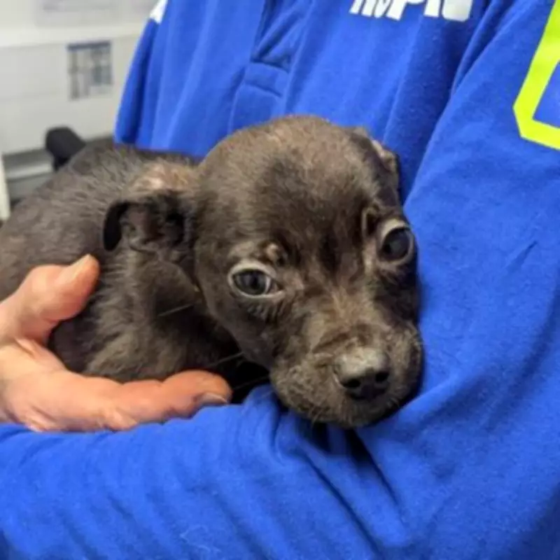 Three Abandoned Puppies Rescued from Birmingham Park, RSPCA Launches Investigation