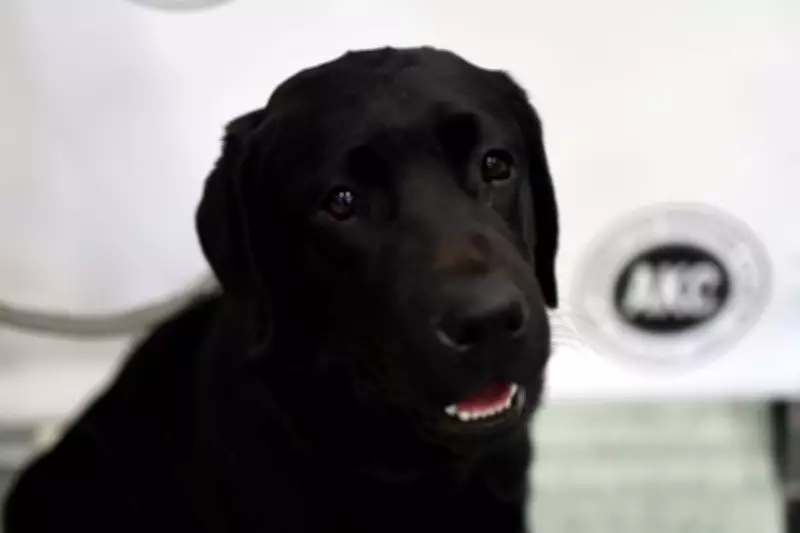 Top 12 Child-Friendly Dog Breeds for Families Seeking a Loving Pet