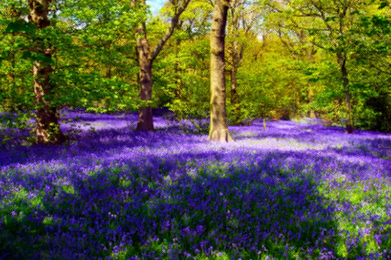 Top 16 Bluebell Spots in Birmingham & West Midlands for Spring 2026
