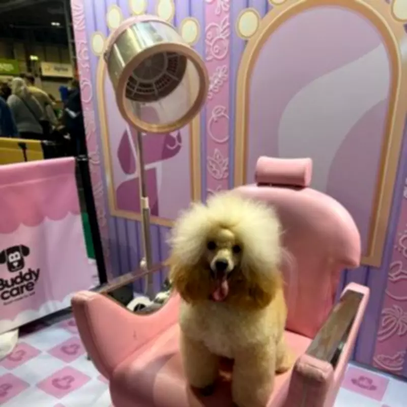 Toy Poodle's Ear Catches Fire Days Before Crufts Competition in Birmingham