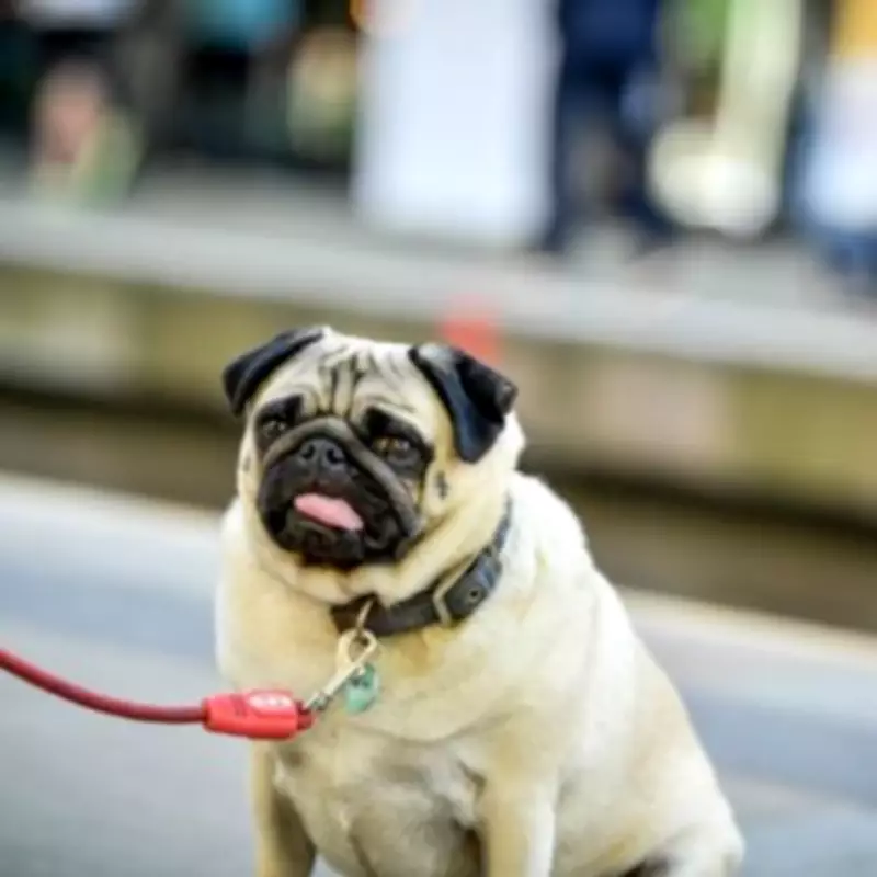 UK Considers Ban on Breeding 67 Dog Breeds with Health Issues