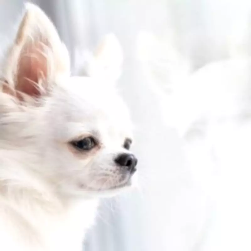 UK Could Ban 67 Dog Breeds Under New Health Legislation