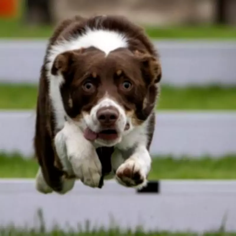 UK Dog Owners Face Potential Ban on Three Collie Types Under New Health Checklist
