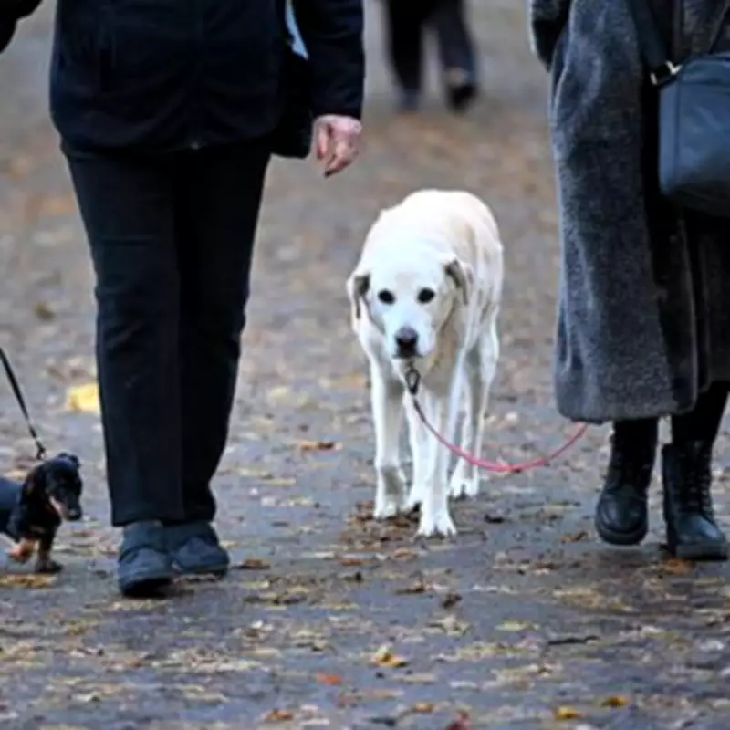 UK Dog Owners Risk EU Entry by Ignoring Post-Brexit Pet Travel Rules