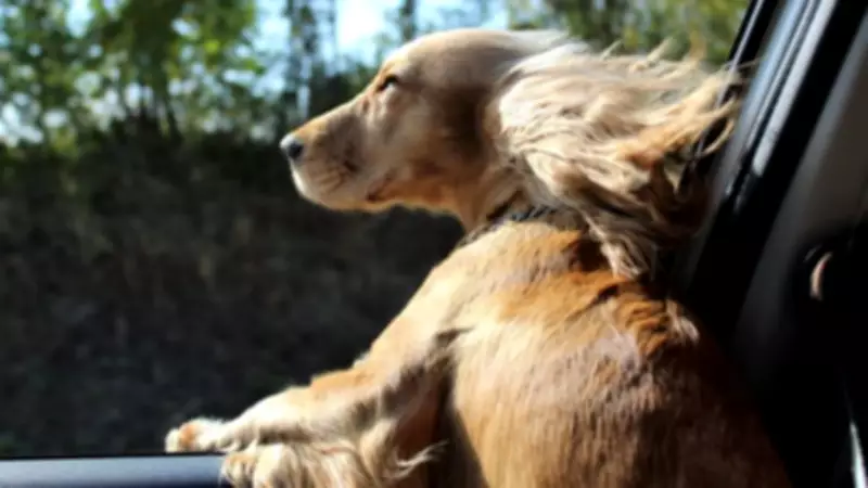 UK Driving Myths Debunked: From Flip-Flops to Flashing Lights