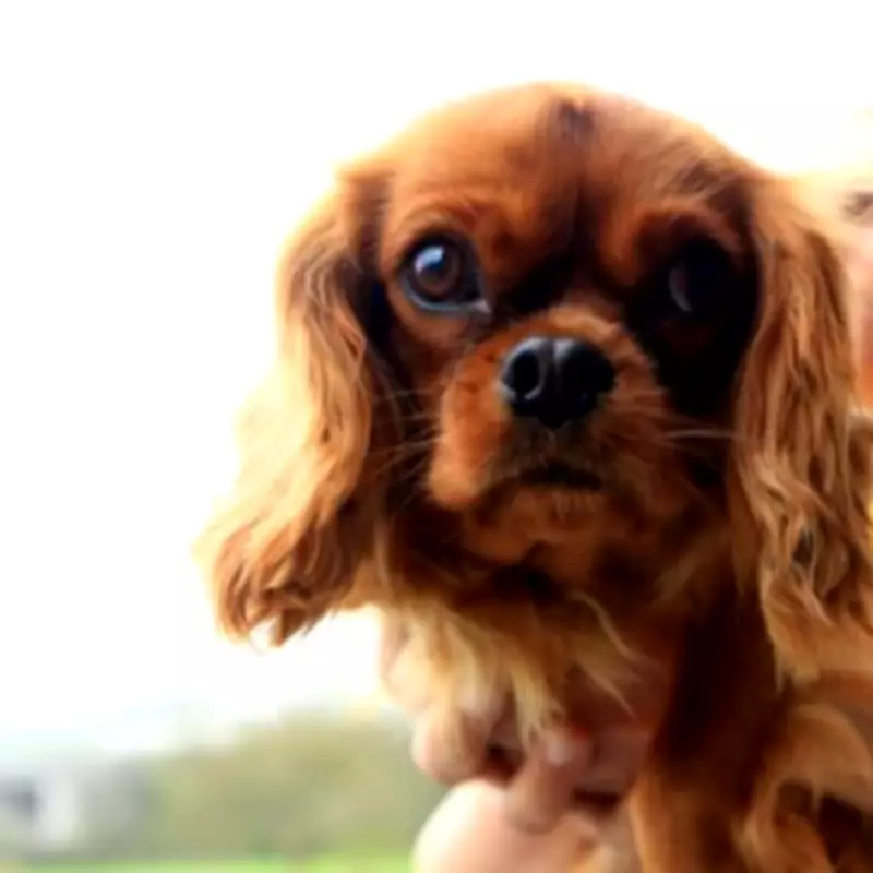 UK Government Considers Ban on 17 Terrier and Spaniel Breeds Over Health Concerns