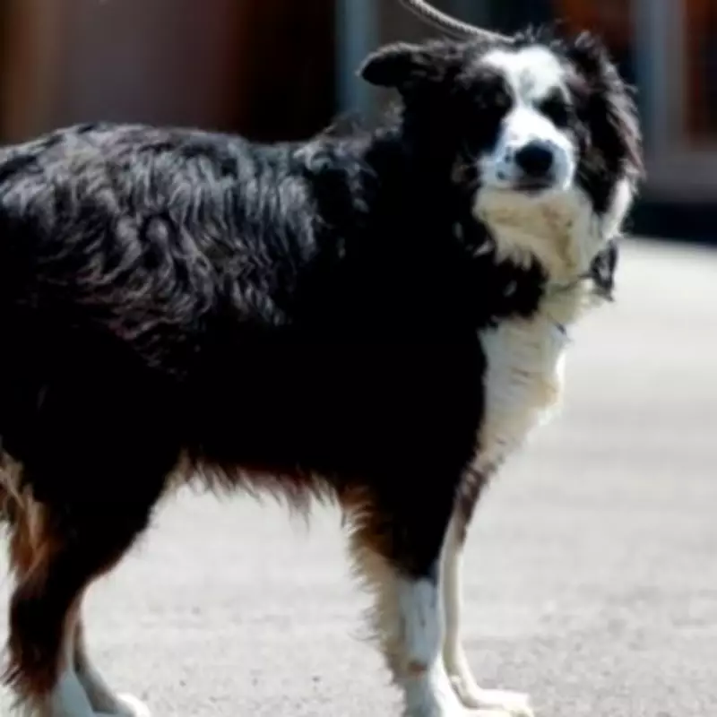 UK Government Considers Ban on 67 Dog Breeds Including Border Collies and Staffies