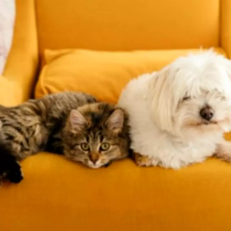 UK Pet Owners to Benefit from New £21 Prescription Cap from September 2026