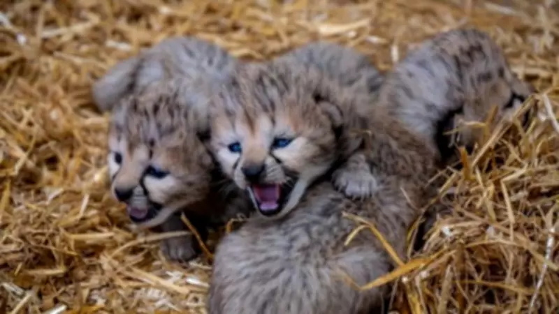 Valentine's Day Miracle: Four Rare Cheetah Cubs Born at Yorkshire Wildlife Park