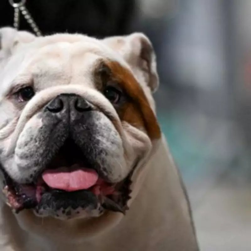 Vet Prescription Fees Capped at £21 as New Transparency Rules Announced