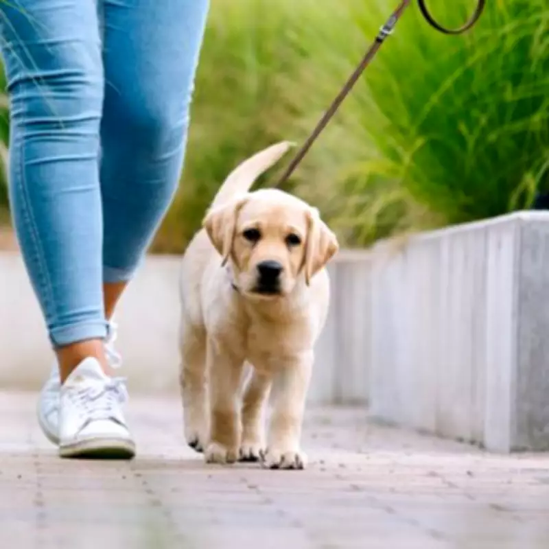 Vet Reveals 5 Dog Breeds He Would Never Own - Family Favorites Included