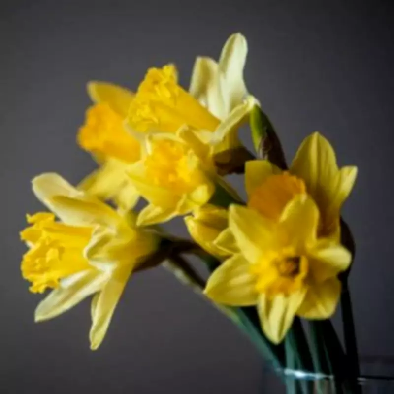 Veterinary Alert: Six Common Spring Flowers Pose Toxic Threat to Pets