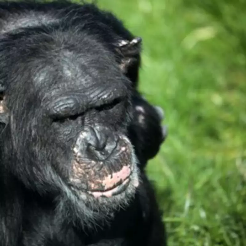 Welsh Mountain Zoo Issues Warning After Chimpanzee Stillbirth