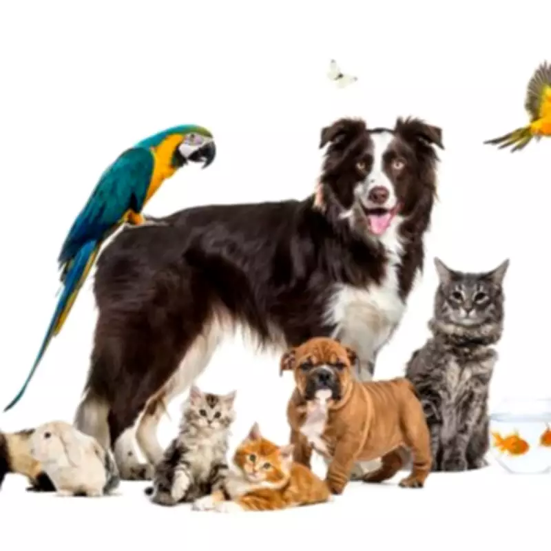 West Midlands Police Records Over 500 Pet Thefts in Five-Year Period