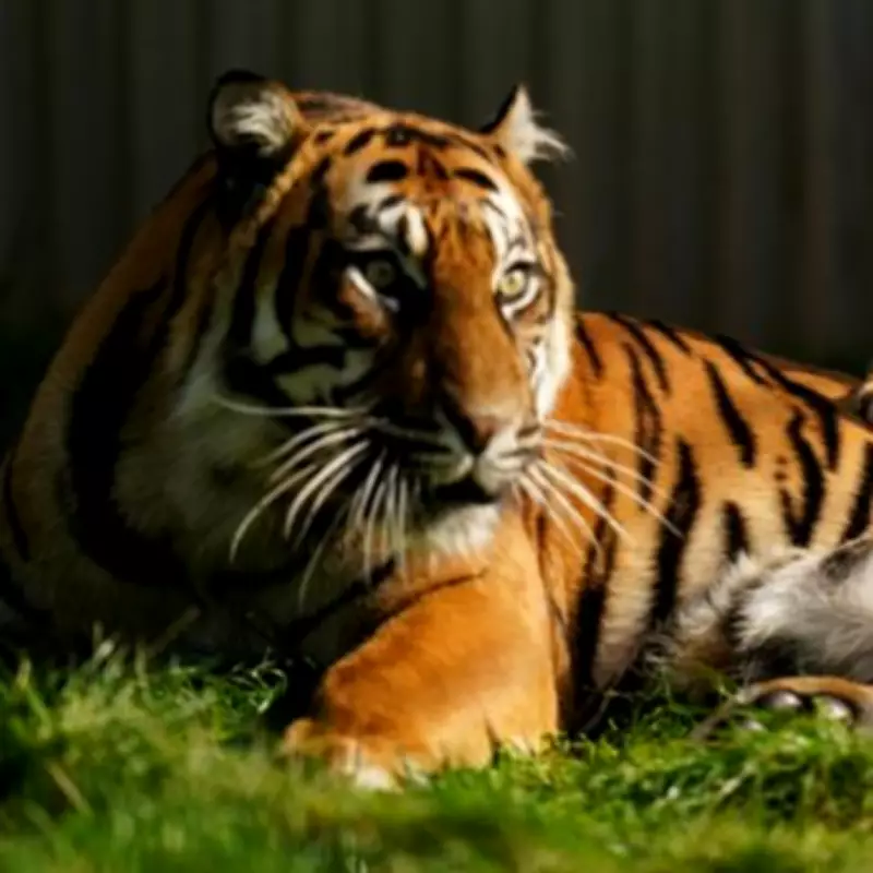 West Midlands Safari Park's Spring BOGOF Sale Offers Tickets at £16 Each
