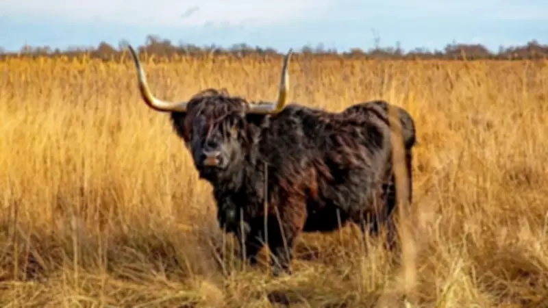 Wicken Fen's Highland Cow Speedwell Celebrates 20th Birthday Milestone