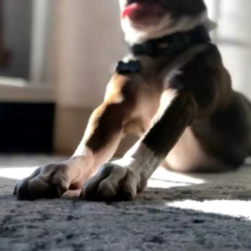 XL Bully Dogs Face Seizure Risk as Insurance Withdrawn by Dogs Trust