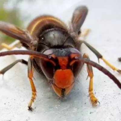 Asian Hornets Invade UK Town via Motorway Transport, Sparking Public Health Alert