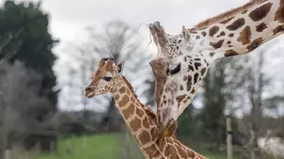 Baby Giraffes Take First Steps on Safari at West Midlands Safari Park