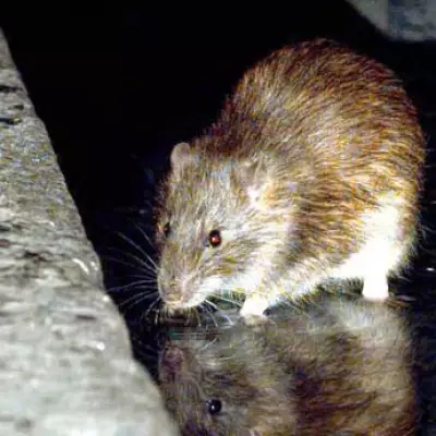 Birmingham Rats Grow to Rabbit-Size Amid Ongoing Bin Strike Crisis