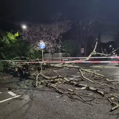 Birmingham's Lucky Escape as Storm Topples Trees, Disrupting Roads and Rail