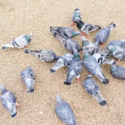 Brent Council Threatens 5-Year Prison Sentence for Bird Feeding in Parks