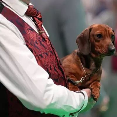 Crufts 2026 Day 2 Winners Announced: Terrier and Hound Champions Crowned
