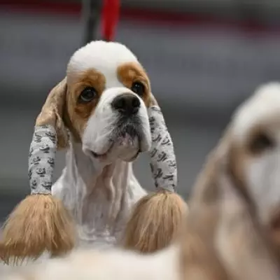 Crufts 2026 Final Day: Gundog Winner and Best in Show Announced Live in Birmingham
