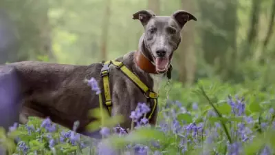Dogs Trust Warns of Toxic Spring Plants Posing Danger to Canine Companions