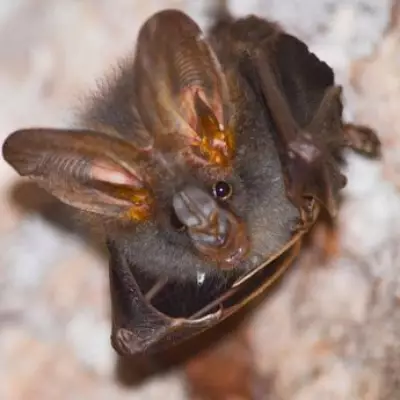 Essex Woman Unknowingly Sold Protected Bat Skulls and Taxidermy Without Licence