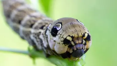 Gardeners Urged to Welcome Moths to Reverse Population Decline