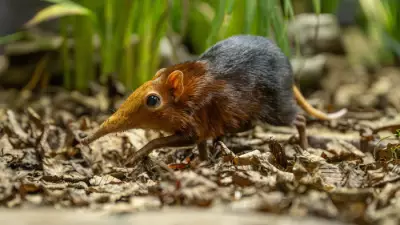 Historic UK First: Rare Elephant Shrews Born at Hertfordshire Zoo