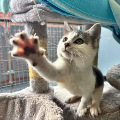 Kitten 'Forrest Gump' Rescued from Illegal Glue Trap in Birmingham Flytipping