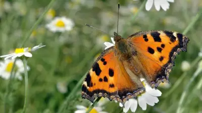 Large Tortoiseshell Butterfly Returns to England After 30-Year Absence