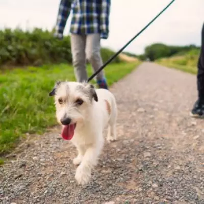 New Dog Walking Law Takes Effect Tomorrow in England and Wales