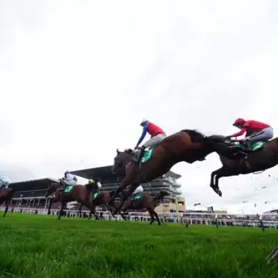 RSPCA Demands Safety Review After Hansard's Death at Cheltenham Festival