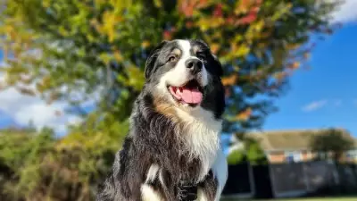 Therapy Dog Koda Boosts Pupil Wellbeing and Reading Skills at Market Field School