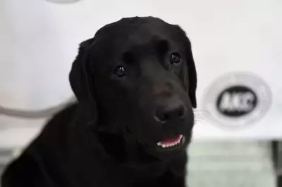 Top 12 Child-Friendly Dog Breeds for Families Seeking a Loving Pet