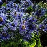 Alan Titchmarsh Reveals 7 Drought-Tolerant Plants for Low-Maintenance Gardens