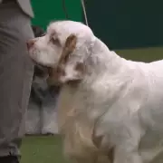 Clumber Spaniel Soloist Crowned Best in Show at Crufts 2026 in Birmingham
