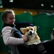 Crufts 2026 Day 1 Winners Announced: Working and Pastoral Groups Triumph