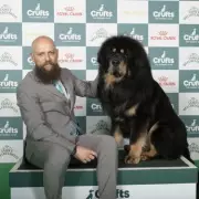 Crufts 2026 Day 1: Working & Pastoral Groups Schedule and Highlights