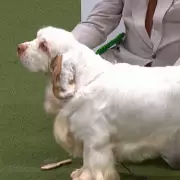 Crufts 2026 Day 4: Clumber Spaniel Soloist Wins Gundog Group