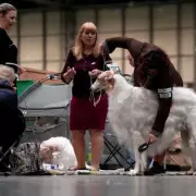 Crufts 2026 Winners Announced: Top Dogs and Breeds Revealed