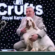 Crufts Best in Show Winner Lee Cox Has Past Animal Cruelty Conviction